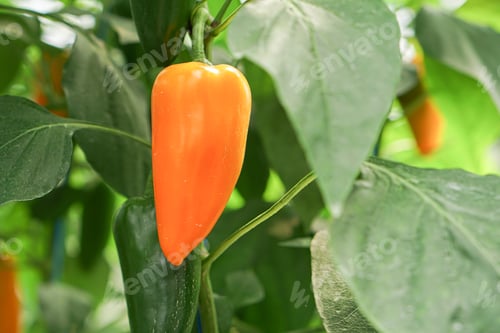Preview: fresh sweet snack peppers paprika in the green house