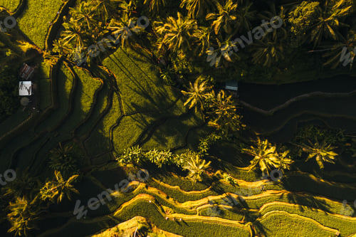 Preview: Aerial drone view of Tegallalang Rice fields terraces in Ubud, Bali, Indonesia