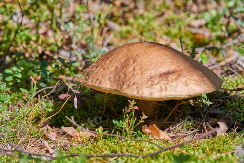 Preview: Leccinum versipelle mushroom. Orange birch bolete in autumn forest