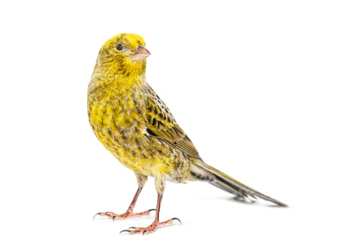 Preview: lizzard canary standing in front of a white background