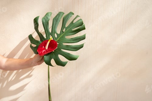 Preview: Tropical Monstera Leaf with a Red Anthurium Flower