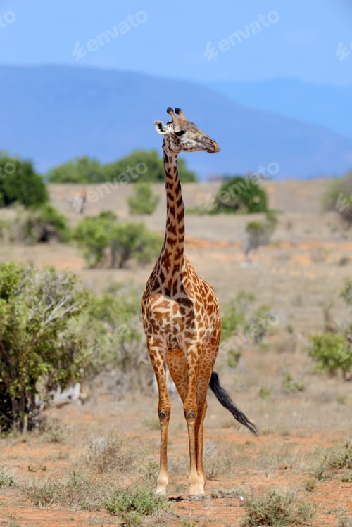 Preview: Giraffe on savannah in Africa