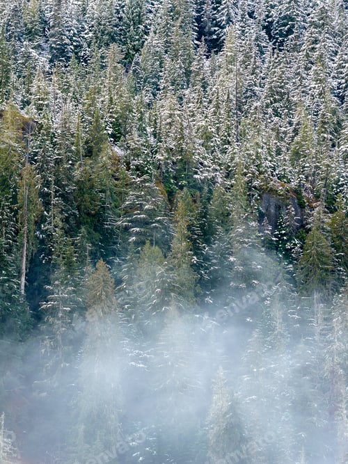 Preview: Snowy Forest in British Columbia, Canada Shrouded by Mist and Snow