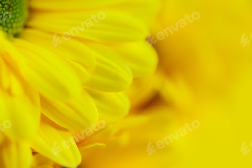 Preview: yellow