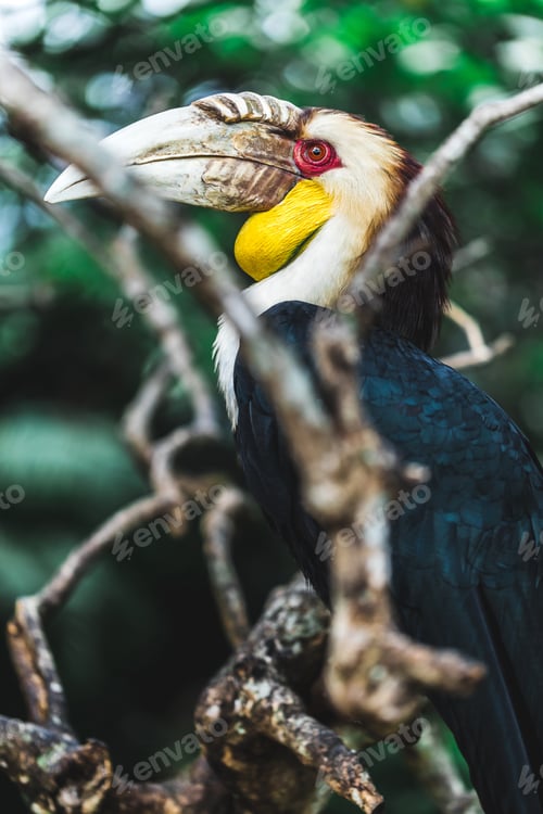Preview: Male Bar-pouched Wreathed Hornbill portrait close up. Endangered beautiful bird in Bali bird park