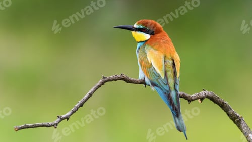 Preview: European Bee-Eater Sitting on a Stick.