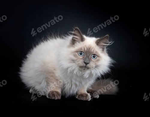 Preview: siberian cat in studio