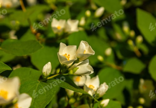 Preview: Close-up shot of bowl-shaped white flowers of the Sweet mock orange (Philadelphus coronarius).