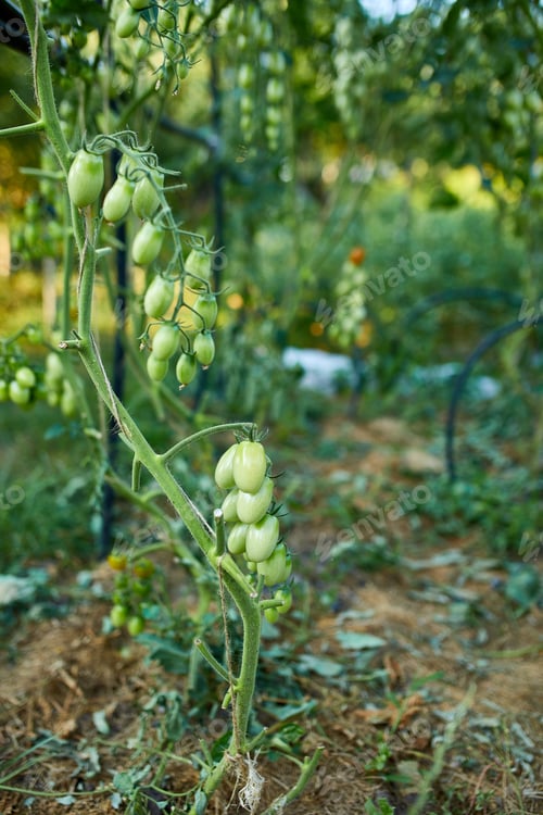 Preview: Fresh bunch of green unripe organic tomatoes growing on a branch
