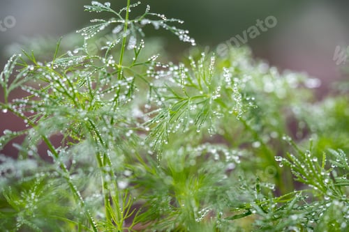 Preview: Closeup of fresh dill with water drops after spraying. Greens on terrace. Home grown organic herbs.