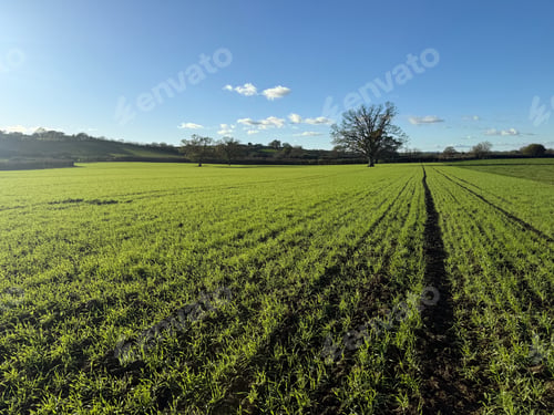Preview: Field with rows of winter wheat, Somerset, England