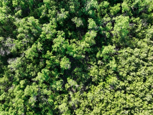 Preview: Aerial top view of mangrove forest. Drone view of dense green mangrove trees captures CO2. Green