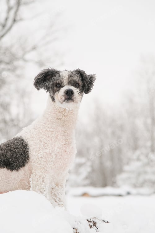 Preview: cute mixed breed dog walking in snowy forest