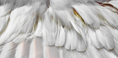 Preview: white and brown pigeon feathers. background or texture