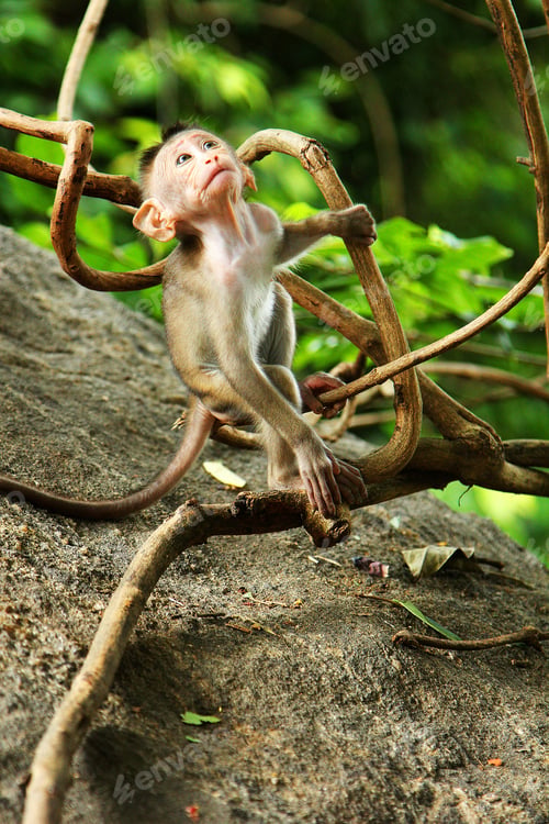 Preview: a monkey on a branch looks up. Our trip to sri lanka