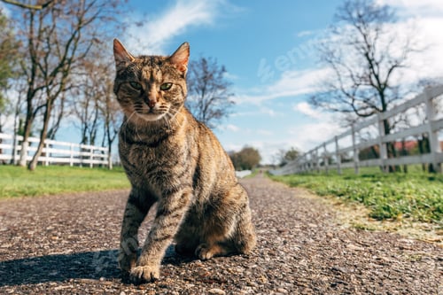 Preview: Feral cat sitting and resting on country road looking at camera