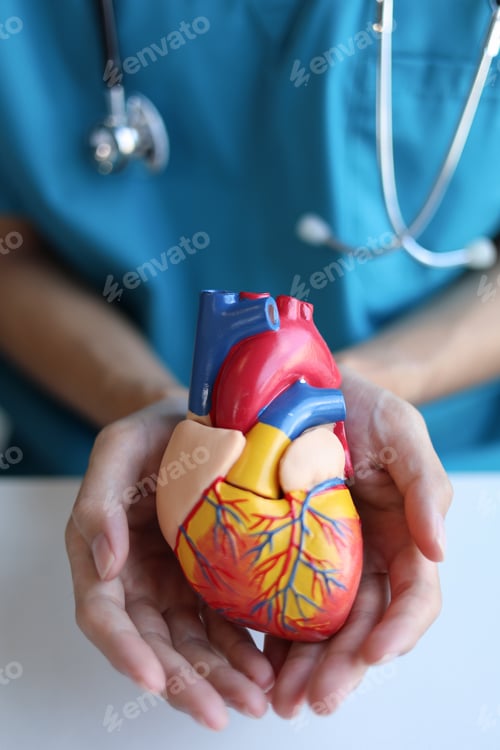 Preview: Doctor using heart model to explain blood flows direction.