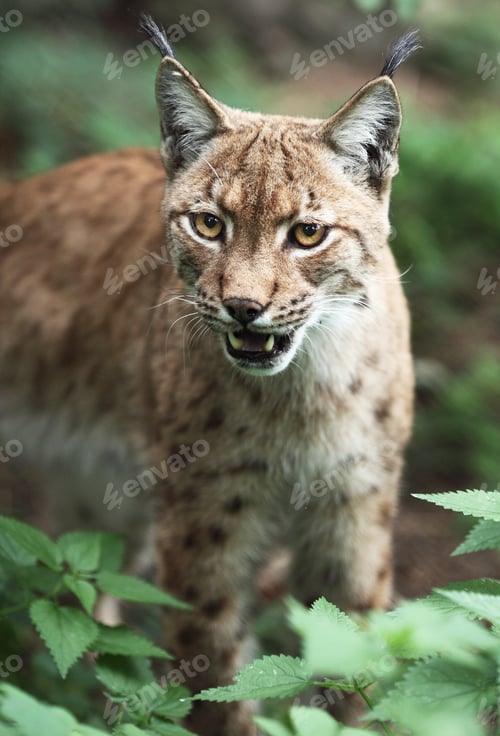 Preview: Close-up portrait of an Eurasian Lynx (Lynx lynx)