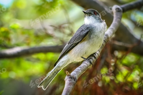Preview: Patagonian bird on a tree