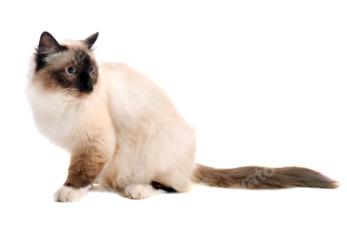 Preview: birman cat