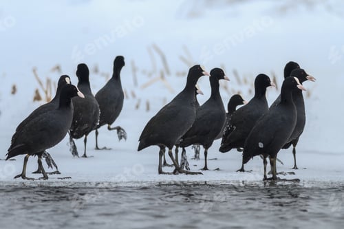 Preview: Eurasian coot in winter