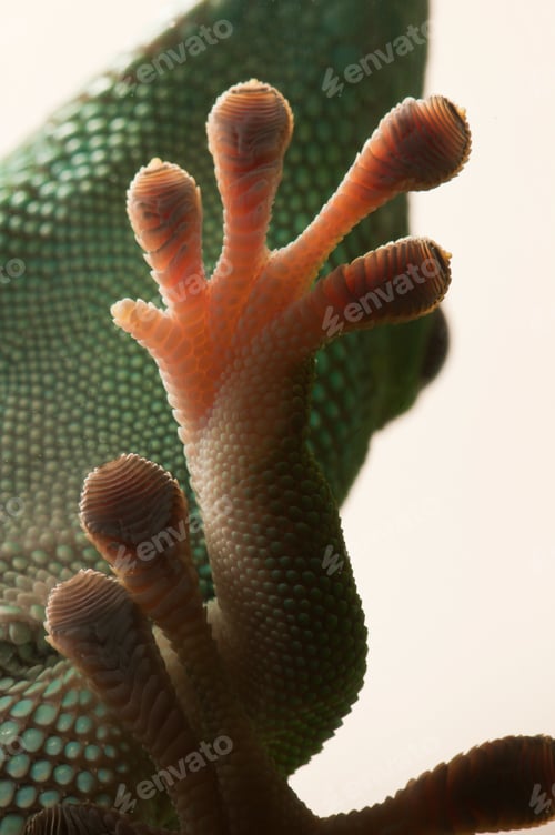 Preview: Gecko Paw