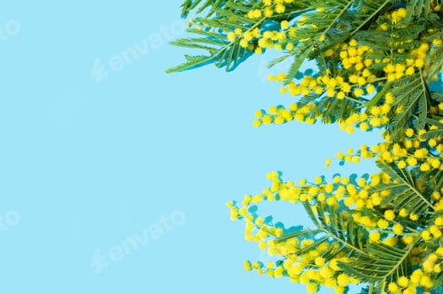 Preview: Flat lay of mimosa or acacia branches on blue background with sunlight.