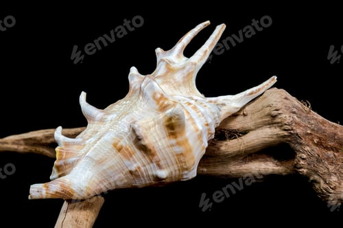 Preview: Lambis scorpius Shell on Driftwood black background