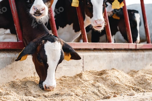 Preview: Cows standing in a stall and eating hay