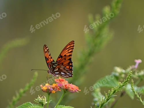 Preview: Vibrant Viceroy butterfly perched on a pink flower in a lush green garden