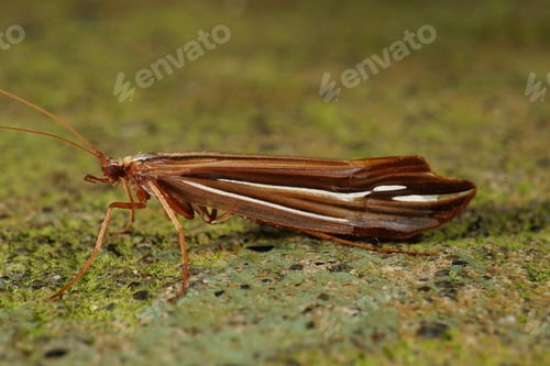 Preview: Closeup shot of a northern caddisflies Psychoglypha Bella at Humbug Mountain, Oregon