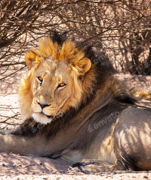 Preview: A Beautiful and Breathtaking Namibia Wildlife pictures