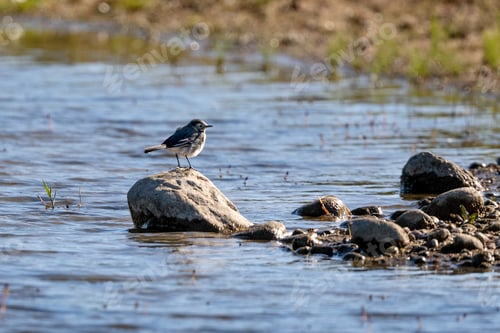 Preview: White Wagtail Sitting On Rocks