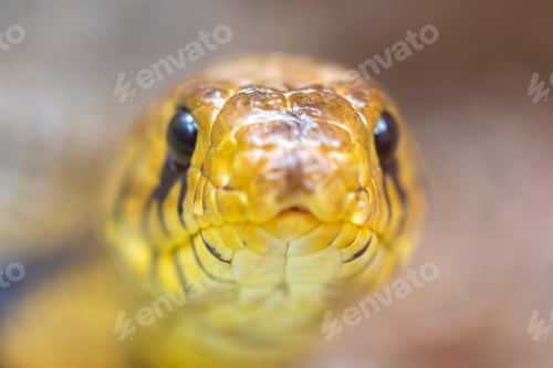 Preview: Yellow snake python Head, Costa Rica