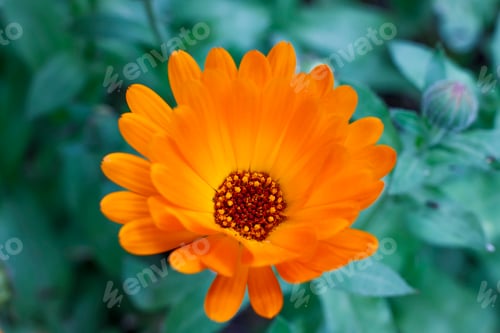 Preview: Orange Flower