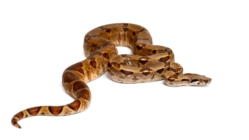 Preview: Common Northern Boa, Boa constrictor imperator, against white background