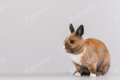 Preview: Cute rabbit sitting calmly against a neutral background in a well-lit indoor setting