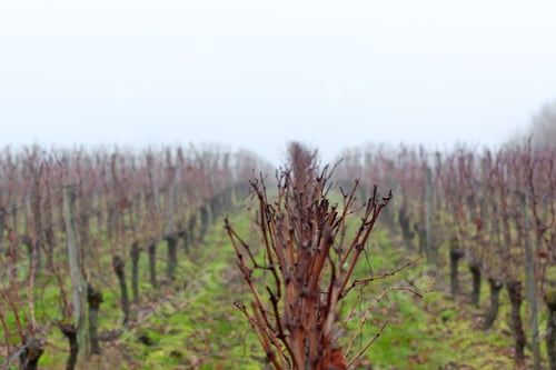 Preview: Vineyard in the mist