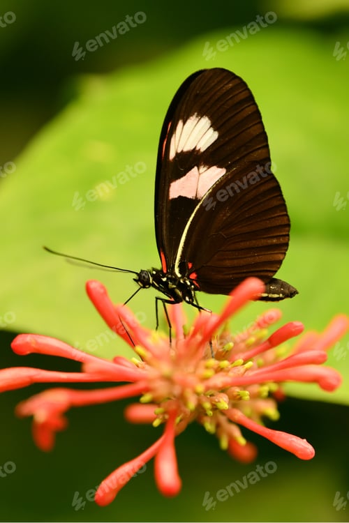 Preview: Butterfly on a flower