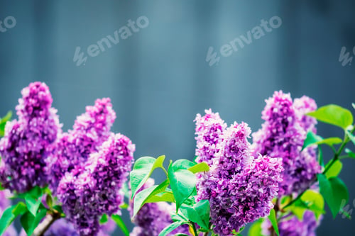 Spring flowers
