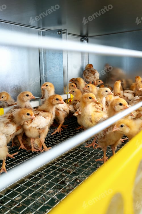 Preview: Photo of ISA Brown chicks in poultry.