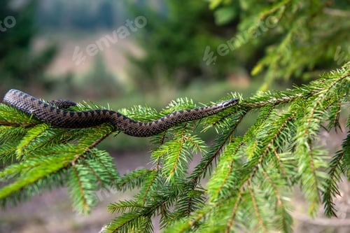 Preview: Vipera berus poisonous viper in summer on branch the of tree