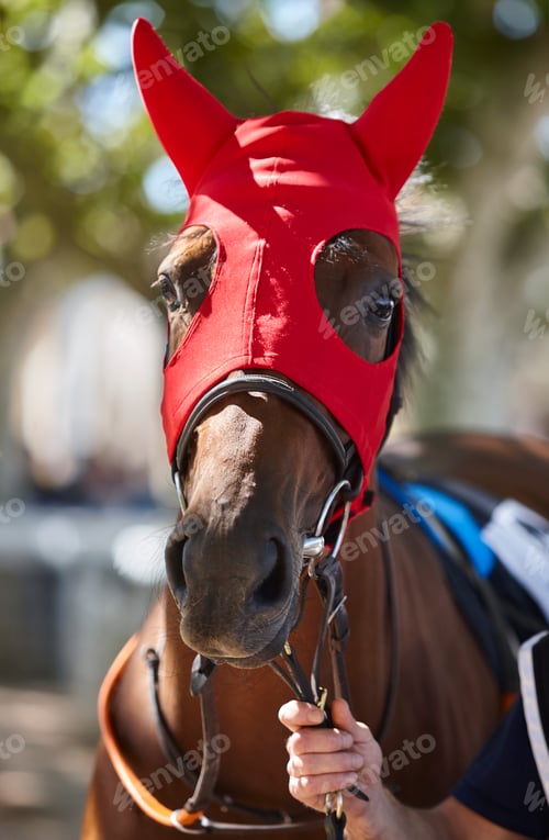 Preview: Race horse head detail. Purebred in the hippodrome. Turf
