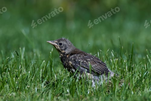 Preview: Fieldfare (Turdus pilaris)