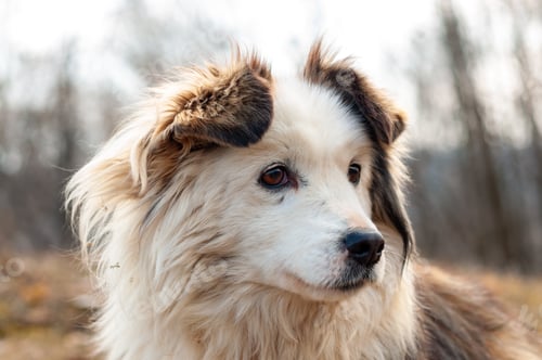 Visualização: Dog staring away with his ears up in the air