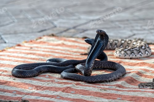 Preview: Snakes coiled on a mat in Marrakech during a bustling market day