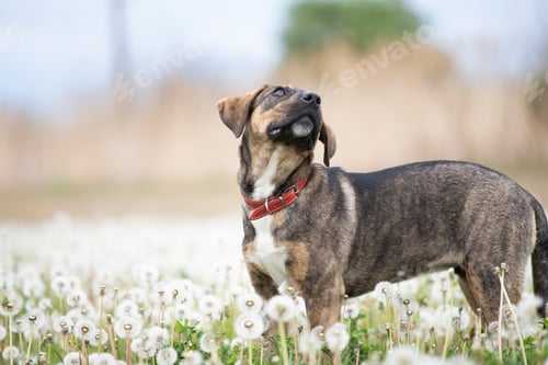 Preview: Dog in magic dandelion meadow.
