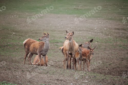 Preview: A a herd of european red deers with a majestic stag in the nature habitat. Cervus elaphus.