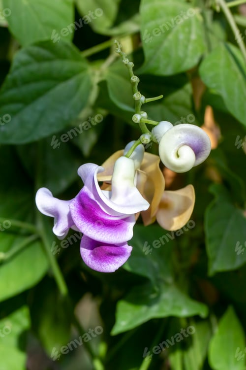 Preview: Vigna Caracalla close up, known as Snailflower, with amazing scent