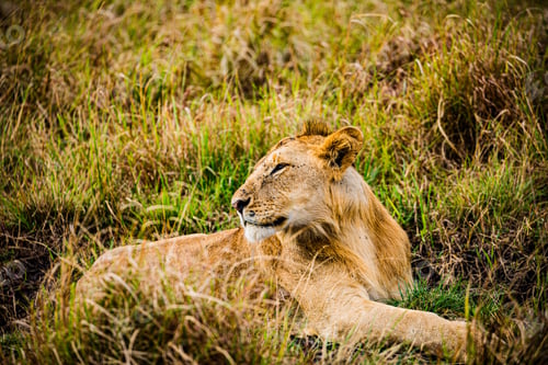 Preview: Lion Lioness Cub Wild Cat Big Five Wildlife Animals
